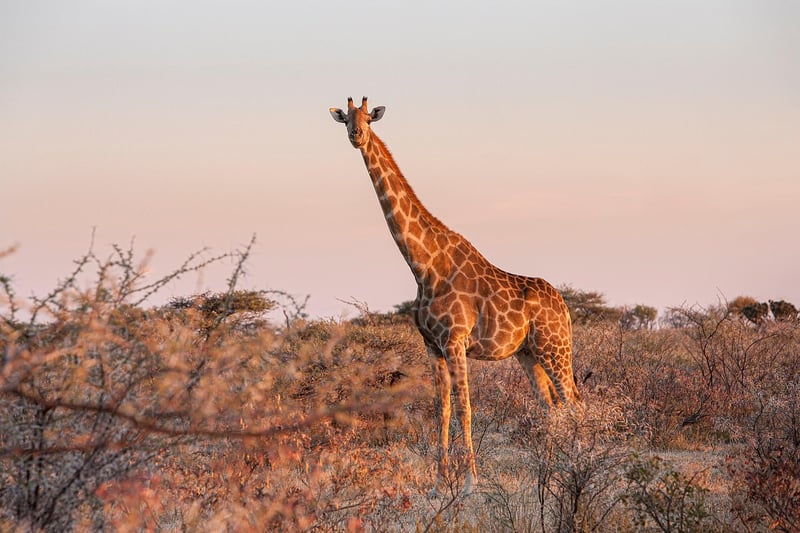 Wildlife Safari